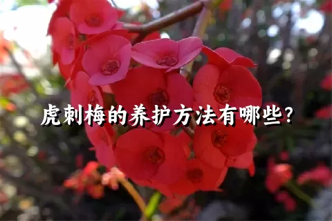 虎刺梅的养护方法有哪些？