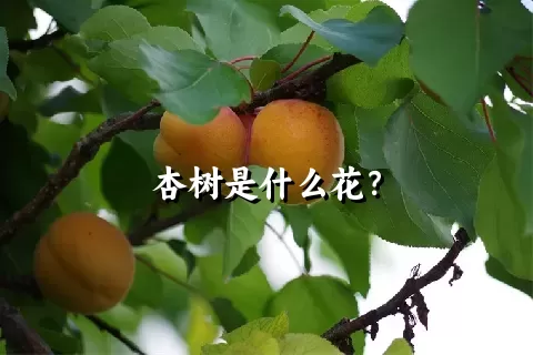 杏树是什么花？