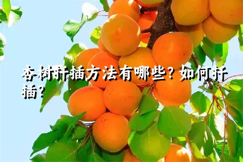 杏树扦插方法有哪些？如何扦插？