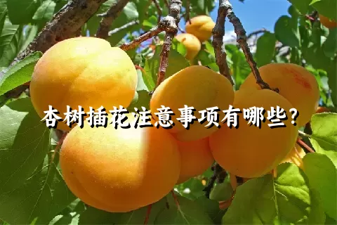 杏树插花注意事项有哪些？
