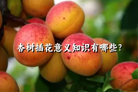 杏树插花意义知识有哪些？
