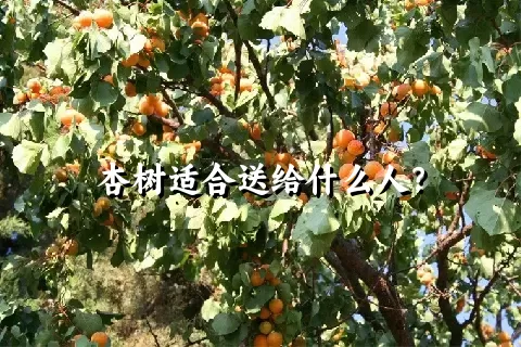 杏树适合送给什么人？