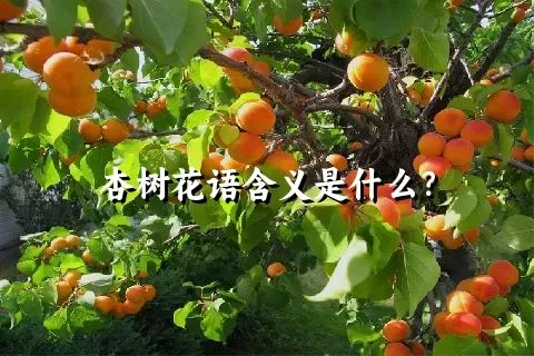 杏树花语含义是什么？