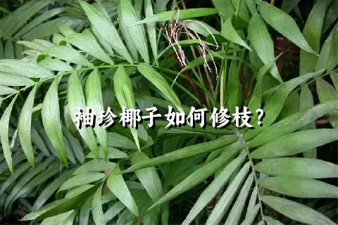 袖珍椰子如何修枝？