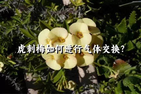 虎刺梅如何进行气体交换？