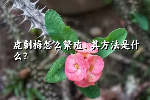 虎刺梅怎么繁殖，其方法是什么？