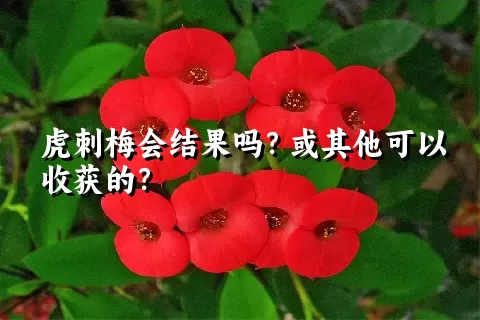 虎刺梅会结果吗？或其他可以收获的？