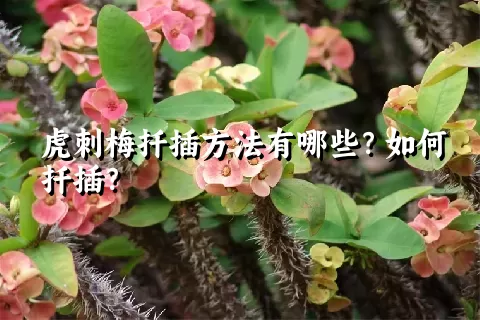 虎刺梅扦插方法有哪些？如何扦插？