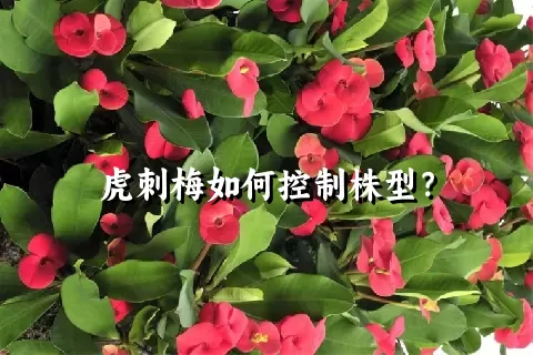 虎刺梅如何控制株型？