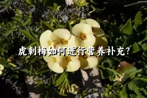 虎刺梅如何进行营养补充？