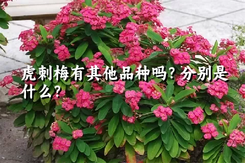 虎刺梅有其他品种吗？分别是什么？
