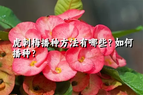 虎刺梅播种方法有哪些？如何播种？