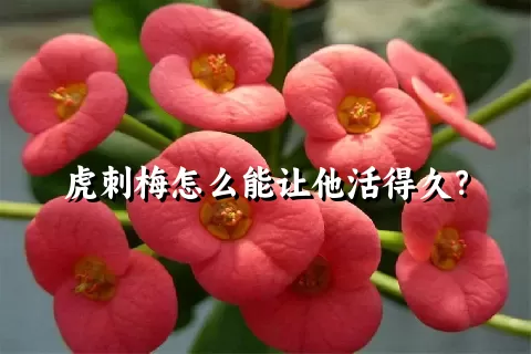 虎刺梅怎么能让他活得久？