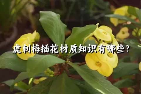 虎刺梅插花材质知识有哪些？