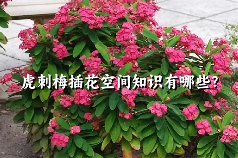 虎刺梅插花空间知识有哪些？
