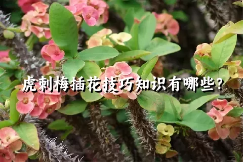 虎刺梅插花技巧知识有哪些？