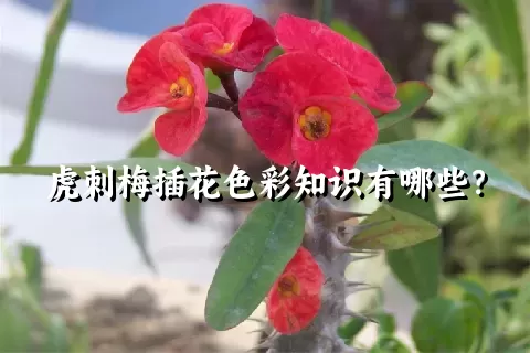 虎刺梅插花色彩知识有哪些？