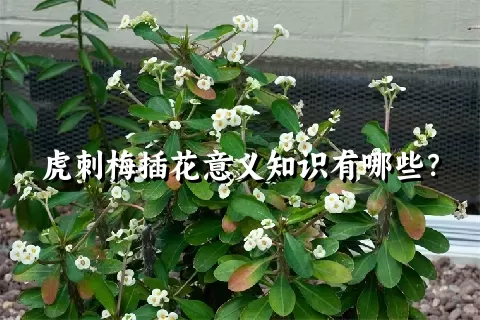 虎刺梅插花意义知识有哪些？