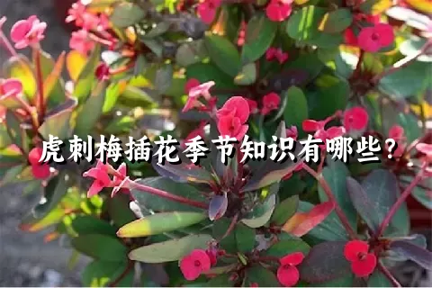 虎刺梅插花季节知识有哪些？