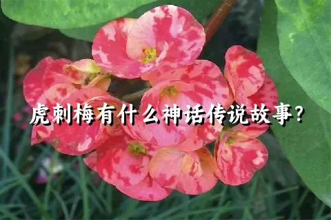 虎刺梅有什么神话传说故事？