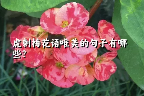 虎刺梅花语唯美的句子有哪些？