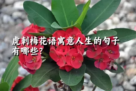 虎刺梅花语寓意人生的句子有哪些？