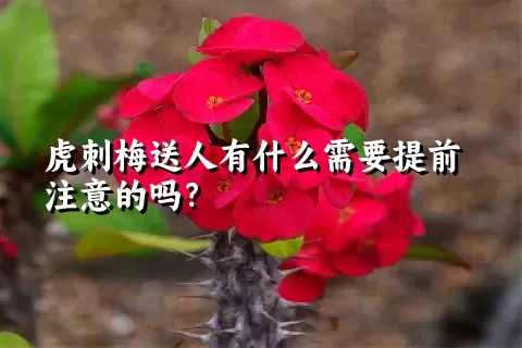 虎刺梅送人有什么需要提前注意的吗？