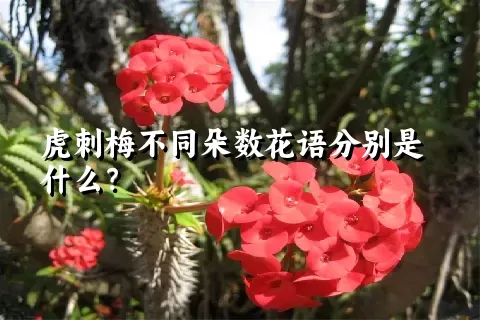 虎刺梅不同朵数花语分别是什么？