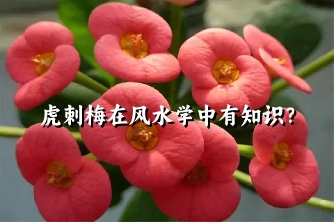 虎刺梅在风水学中有知识？