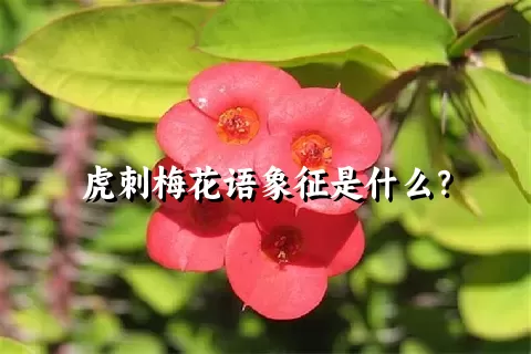 虎刺梅花语象征是什么？