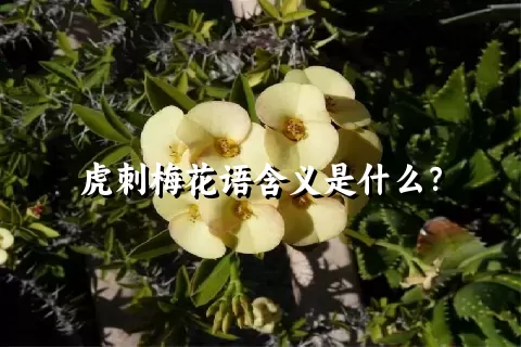 虎刺梅花语含义是什么？
