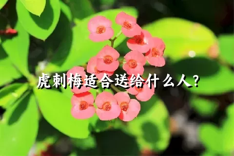 虎刺梅适合送给什么人？