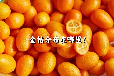 金桔分布在哪里?