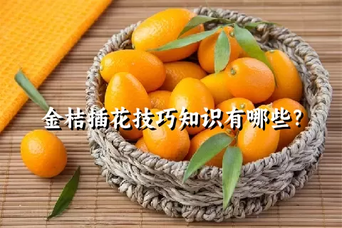 金桔插花技巧知识有哪些？
