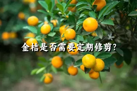 金桔是否需要定期修剪？