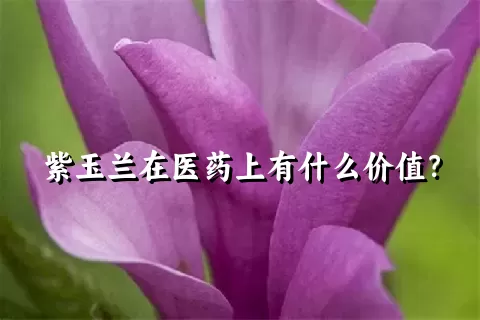 紫玉兰在医药上有什么价值？