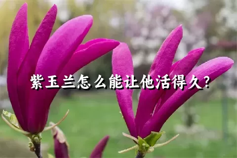 紫玉兰怎么能让他活得久？