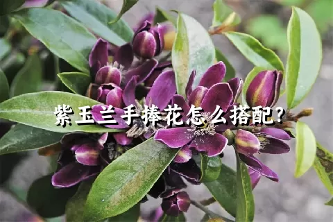紫玉兰手捧花怎么搭配？