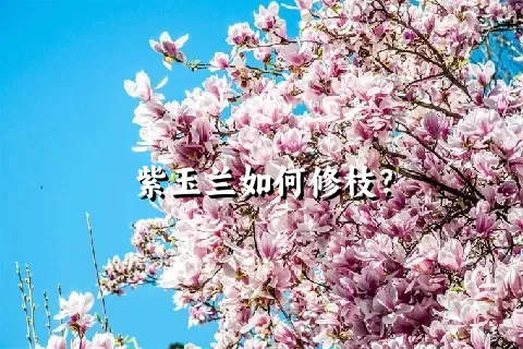紫玉兰如何修枝？
