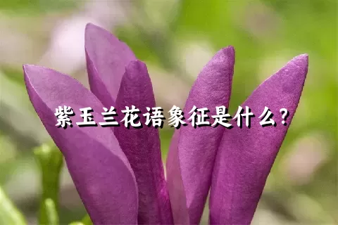紫玉兰花语象征是什么？