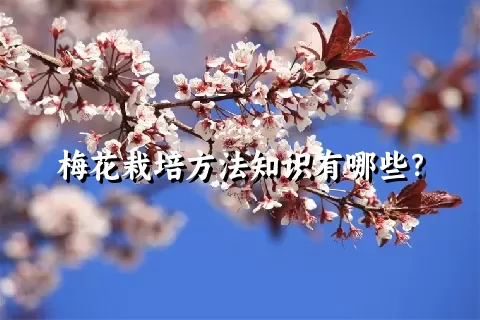 梅花栽培方法知识有哪些？