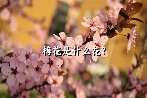 梅花是什么花？