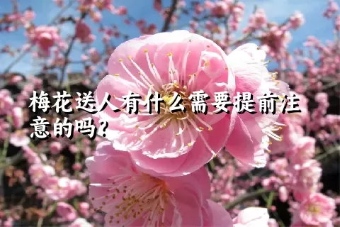 梅花送人有什么需要提前注意的吗？
