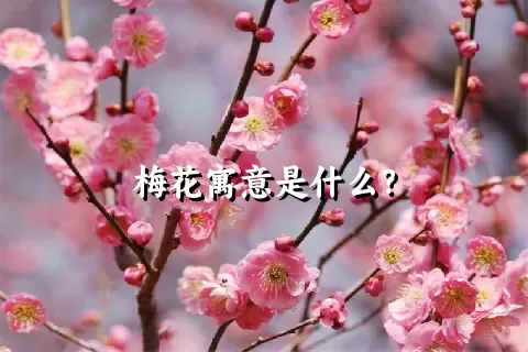 梅花寓意是什么？