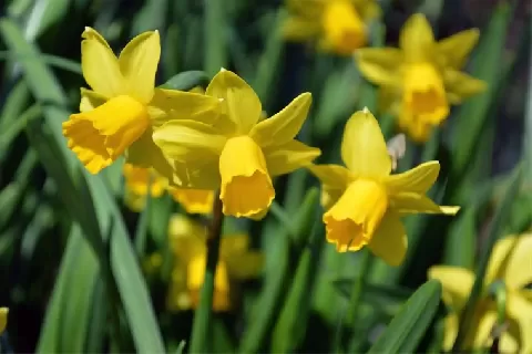 水仙花
