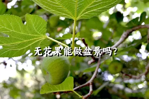 无花果能做盆景吗？