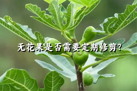 无花果是否需要定期修剪？