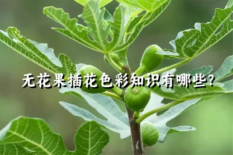 无花果插花色彩知识有哪些？