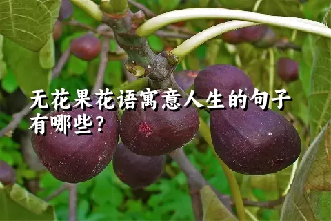 无花果花语寓意人生的句子有哪些？