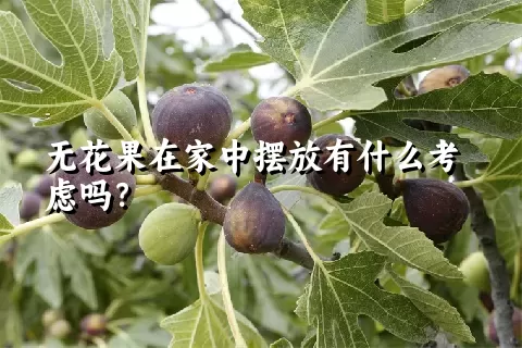 无花果在家中摆放有什么考虑吗？